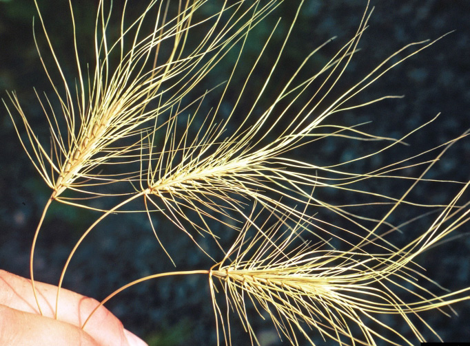 Skinny, yellow Medusahead awns pointing in all directions.