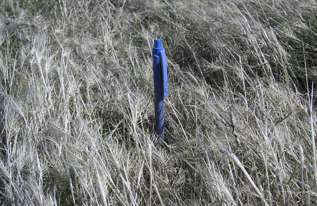 A purple pen sits in the ground to display the height of medusahead thatch.