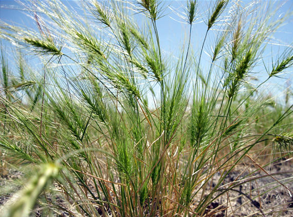 A green medusahead plant grows as an annual bunchgrass in the ground.
