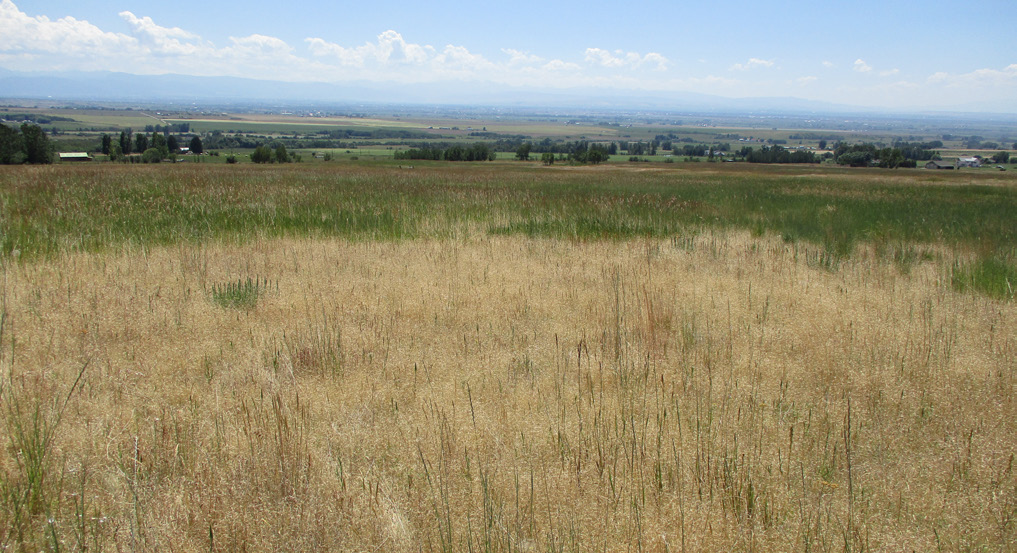 A green pasture is being taken over by ventenata. The section being taken over by ventenata is dry and brown.