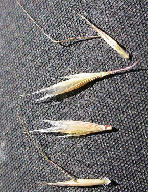 Ventenata seeds that have bent awns poking out of the seed.