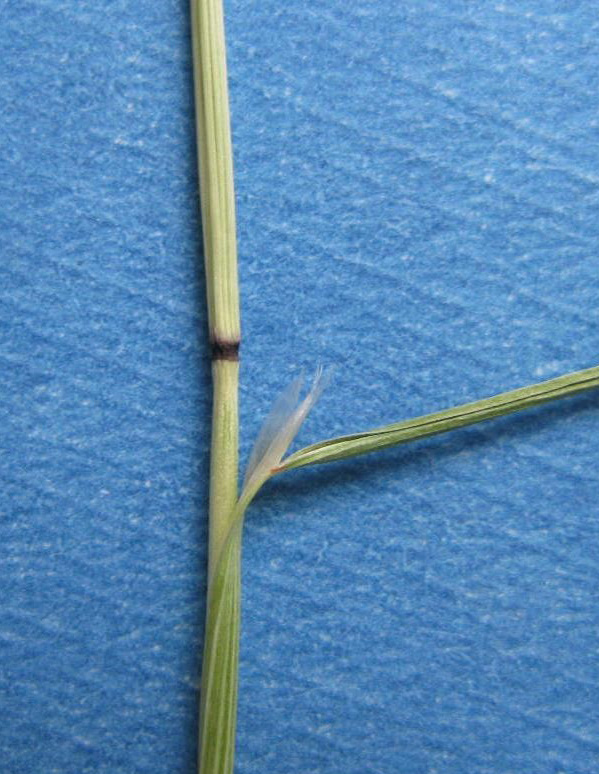 Close up of reddish-black node and long, membranous ligule of ventenata sitting on a blue background.