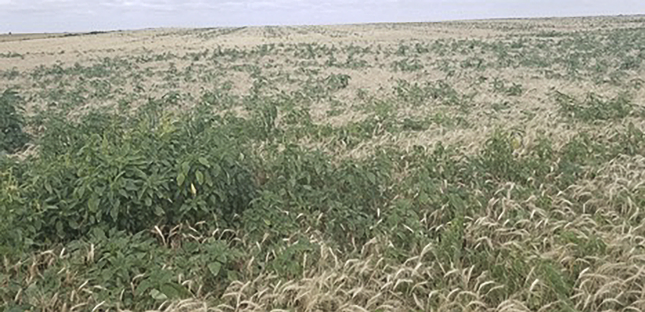 Palmer amaranth in a field of winter wheat. The palmer amaranth is green amongst the light brown wheat stalks.