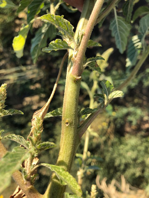 Display of fuzzy green stem of redroot pigweed.
