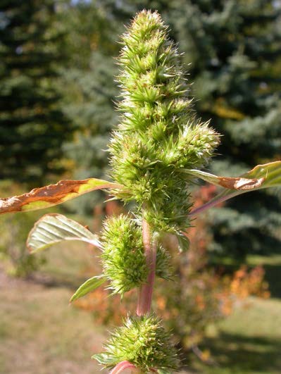 Display of a short green flowering stem of redrot pigweed.