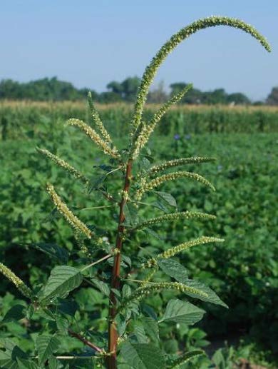 Display of a long green flowering stem of palmer amaranth.
