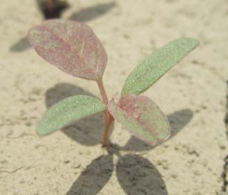 green and red leaf seedling of palmer amaranth in light brown dirt.