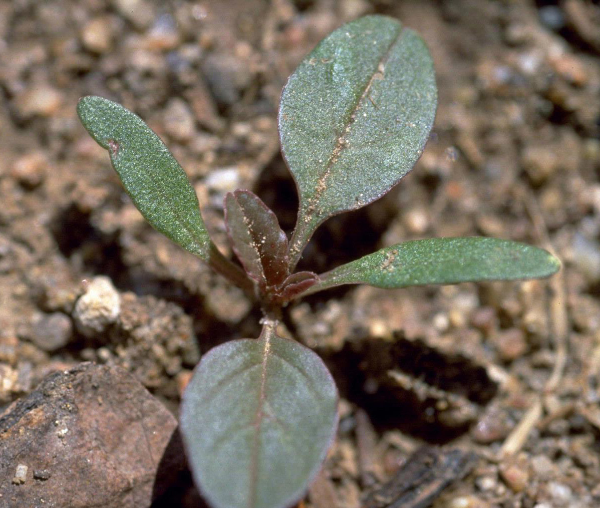 green leaf seedling of redroot pigweed in brown dirt.