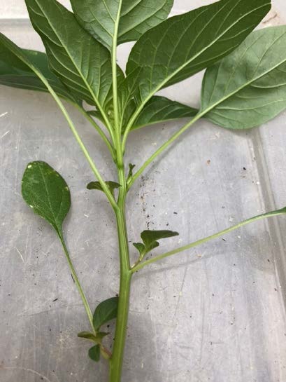 Display of smooth green stem of palmer amaranth