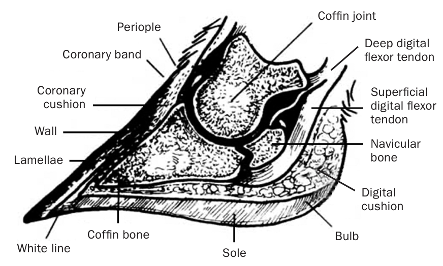 A detailed graphic of a bovine foot identifying joints, tendons, bones, and other parts of the foot.