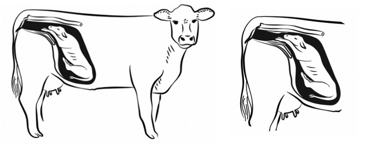 a sketch of a pregnant cow with the uterus and calf exposed. The claf is in a normal position for birth