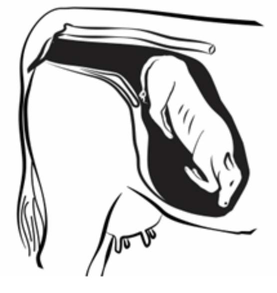 a sketch of a calf in a uterus with the calf in a breech position