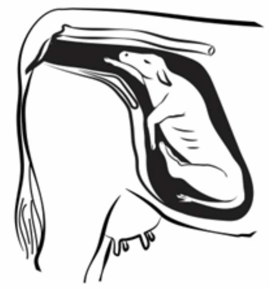 a sketch of a calf in a uterus showing foreleg retention