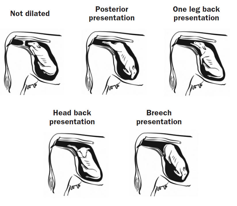 five sketches of a calf in a uterus in different positions. The first one shows an undilated cow, the next one shows a calf in a posterios presentation, the next shows one leg back presentation, the next shows the calf with its head back, and the last one is a breech calf