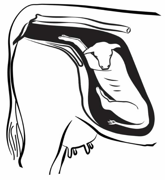 a sketch of a calf in a uterus with its head bent back