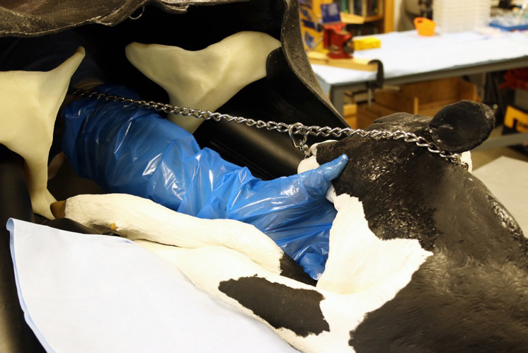 a demonstration on a plastic calf showing where to put the chain on the calf to pull it out by its head