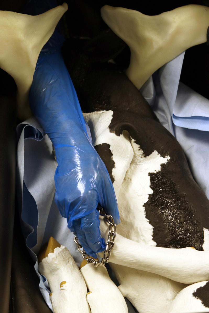a demonstration on a plastic calf on how to properly put chains on the retained forelegs to pull the calf out.