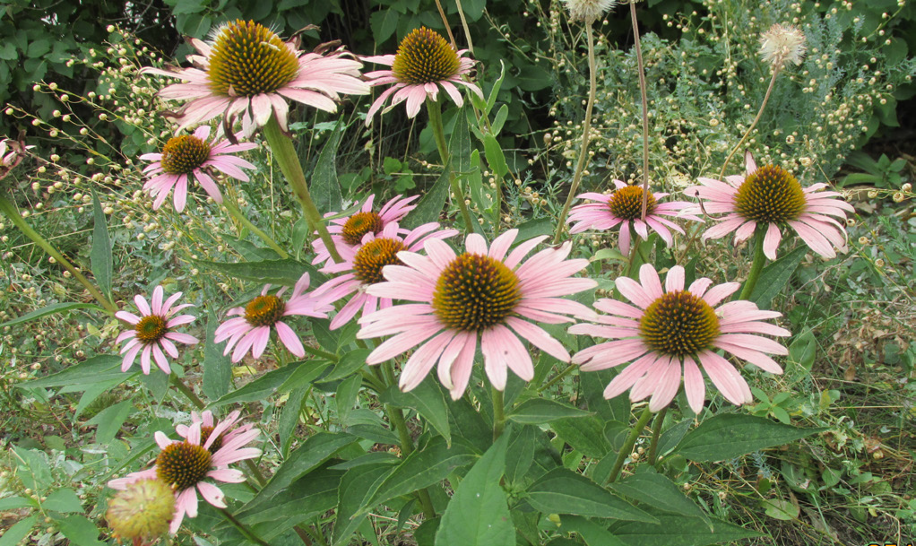 a patch of purple coneflowers