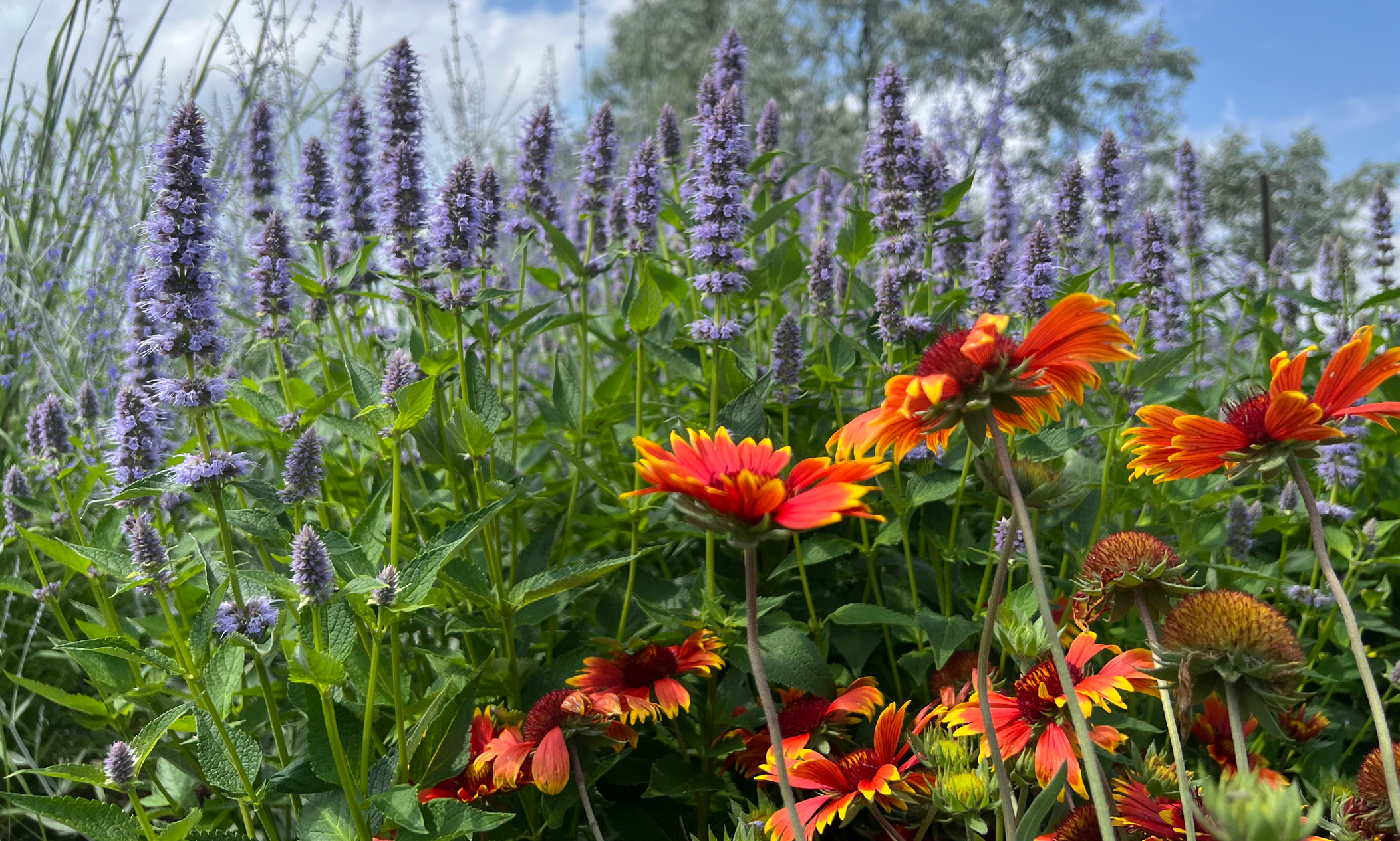 a garden with a variety of native plants