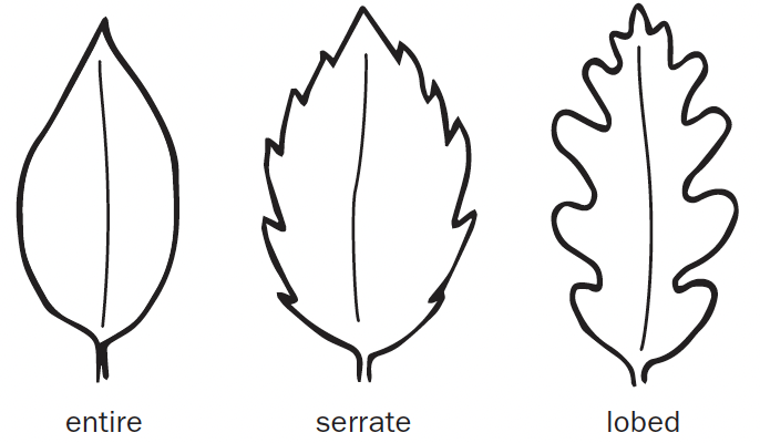Three leaf margins drawings sit next to one another. The left has a smooth edge, the middle has a rough and pointy edge, and the right has rounded edge.