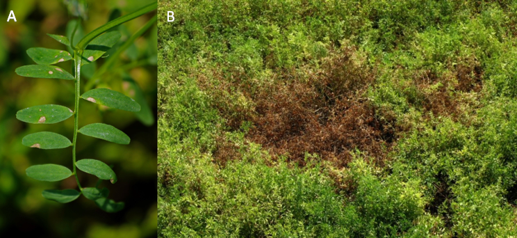 Tan lesions and defoliation from Anthracnose