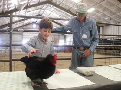 4-H Leader helping with poultry exhibit.
