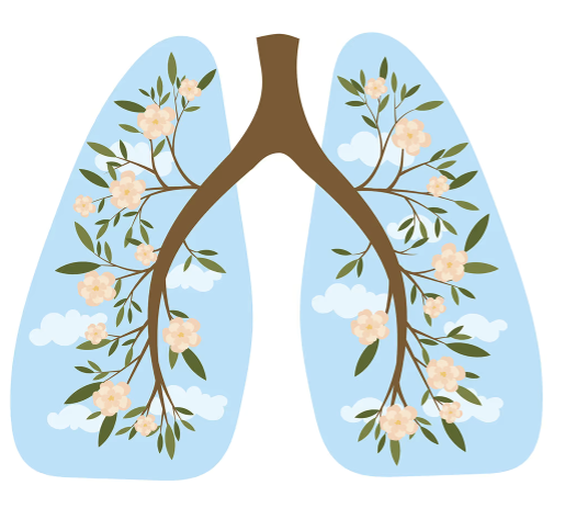 lungs graphic