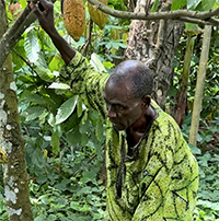 harvesting cacao