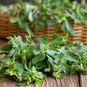 purslane