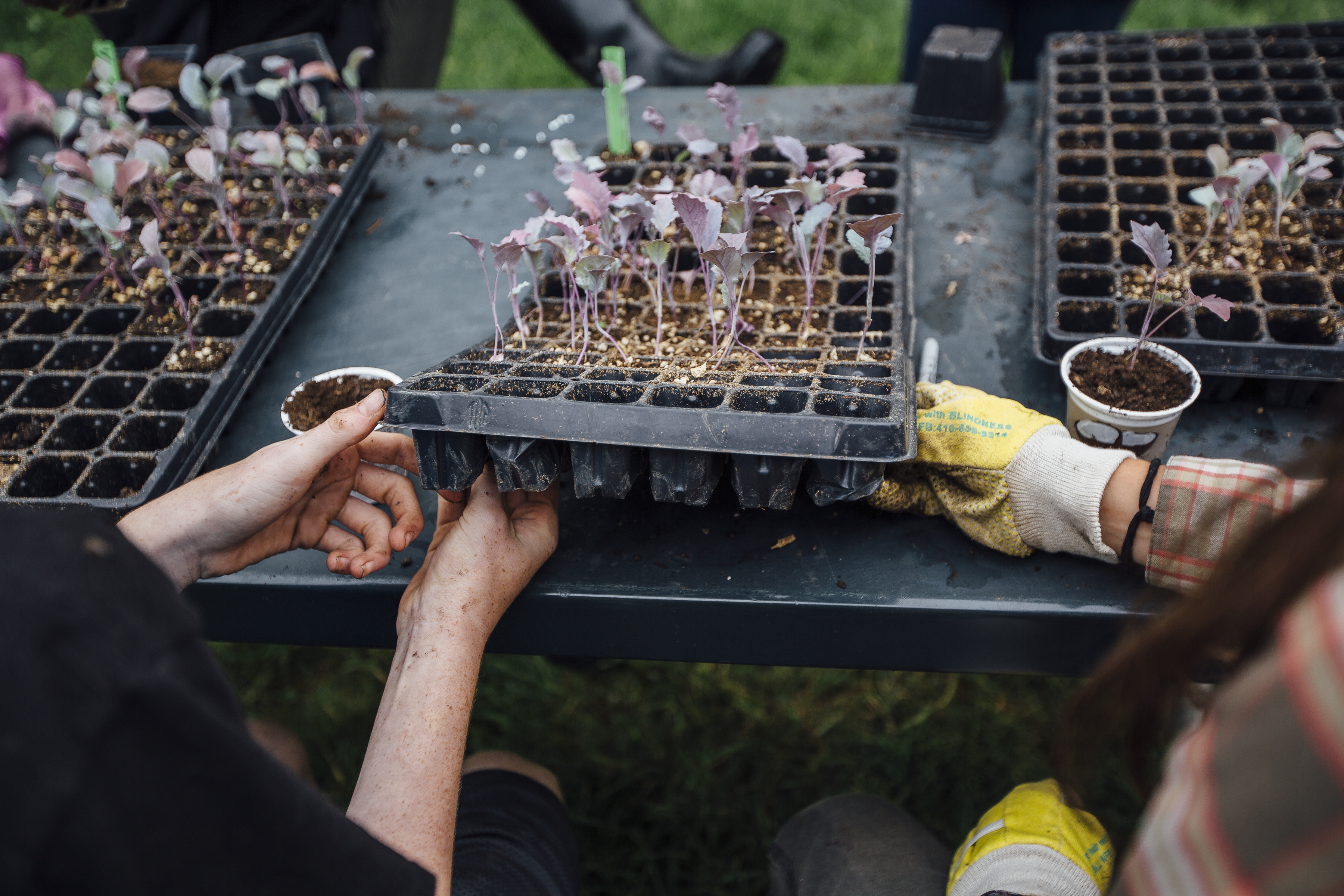 Put Image Description Here