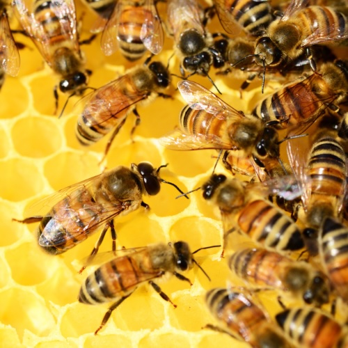 bees on hive