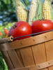 Basket of Tomatoes