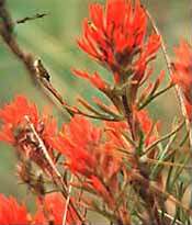 Indian Paintbrush Flower