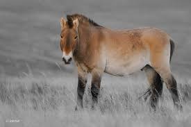 mongolian horse