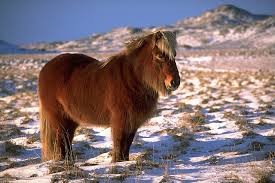 icelandic horse
