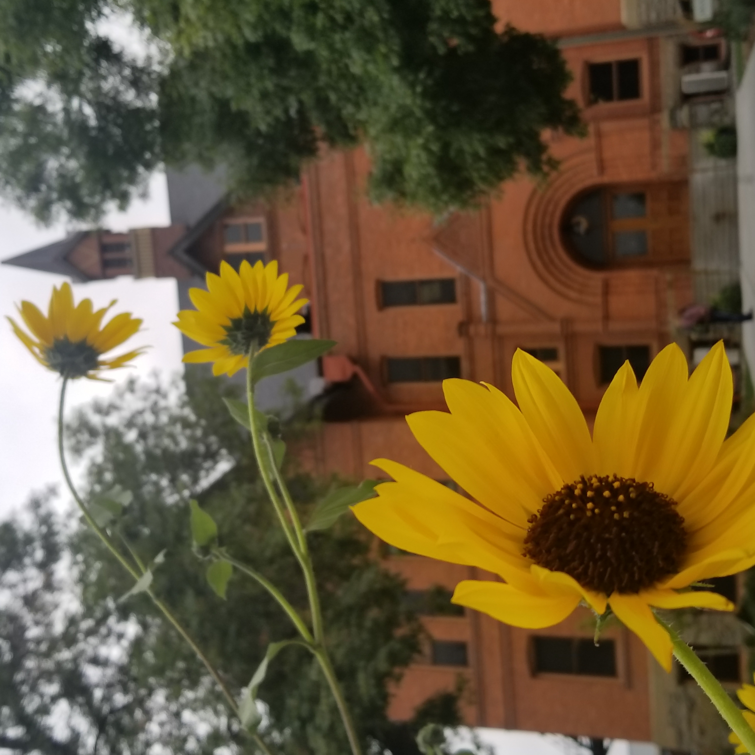 sunflowers in foreground of Montana Hall
