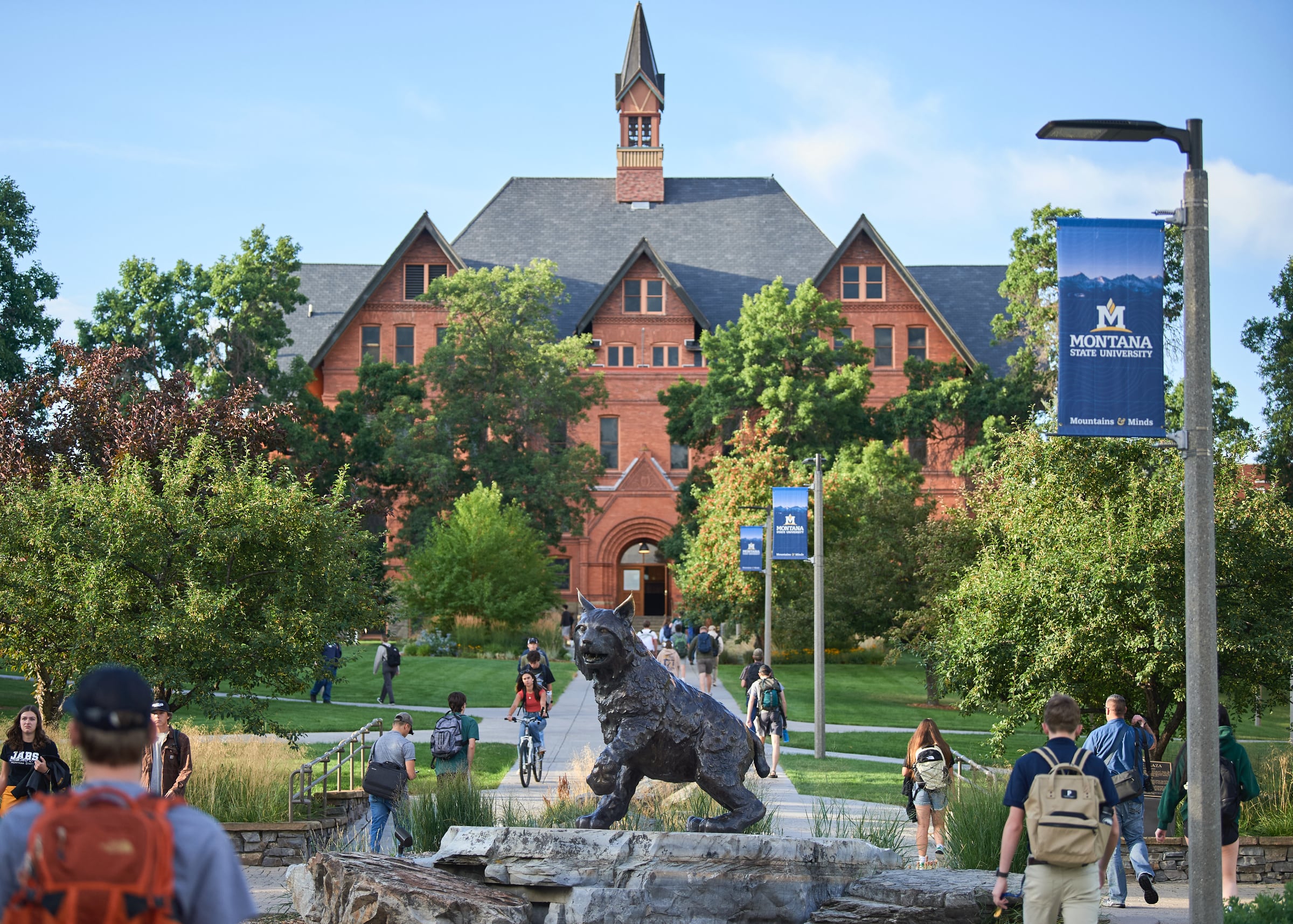 Students walk and bike past a bronze bobcat statue on Montana State University’s tree-lined campus, with redbrick Montana Hall and its bell tower in the background.