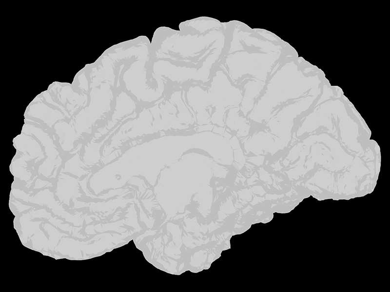 A white cross section of the brain from the side on a black background
