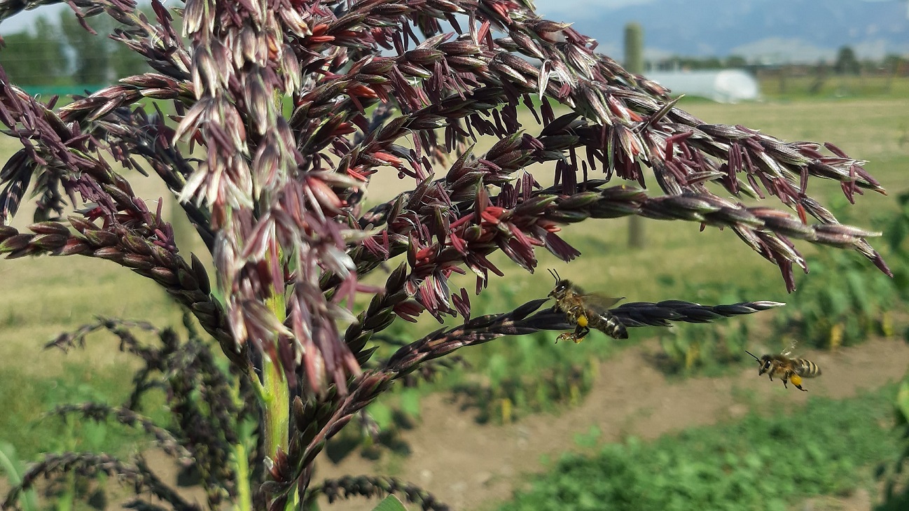 Two honey bees flying up to the tassels of a corn plant