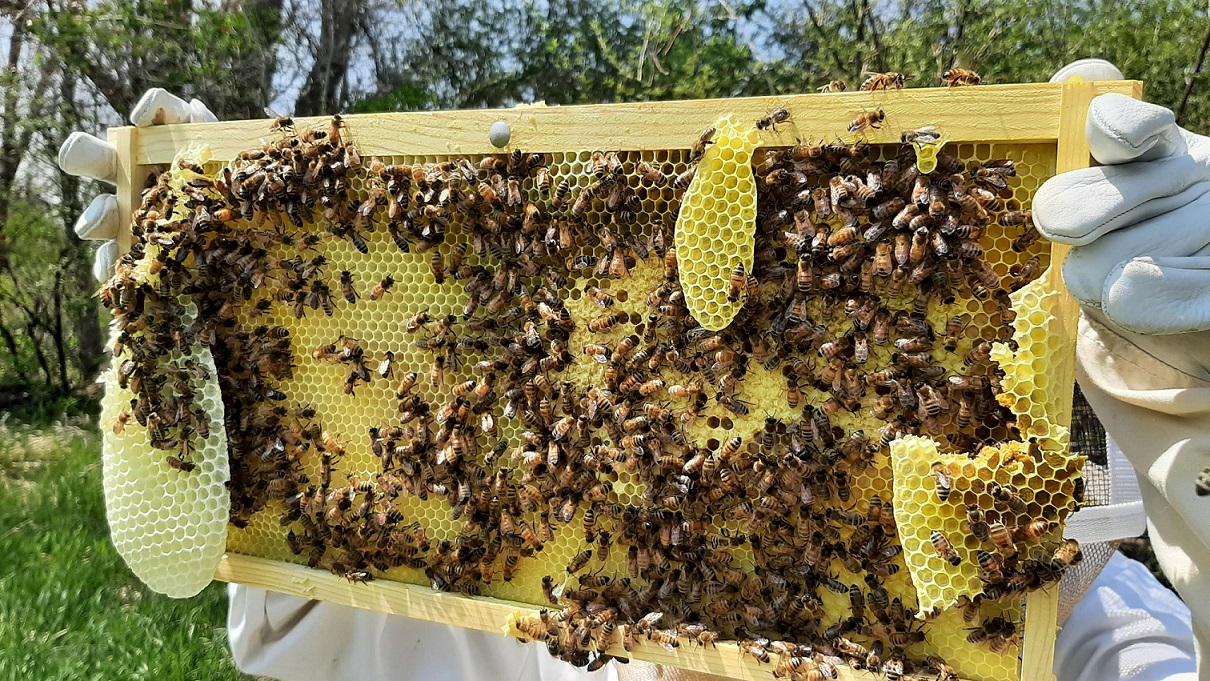 A student inspects a frame of honeycomb covered in honeybees A student inspects a frame of honeycomb covered in honeybees