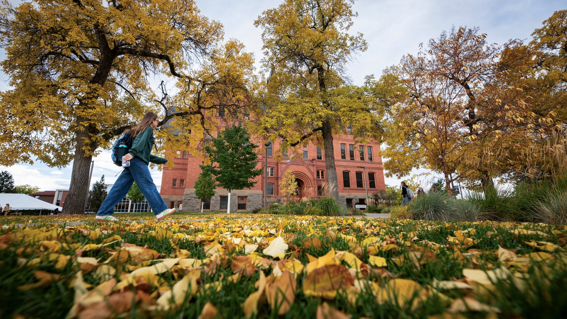 A student walks across a lawn covered in fallen yellow leaves on the Montana State University campus, with mature autumn trees and a historic red-brick academic building in the background.